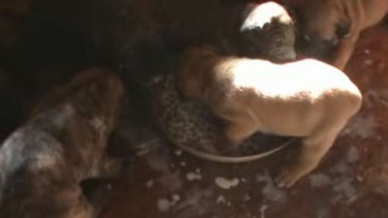 Méli mélo de chiot dogo canario 20 jours