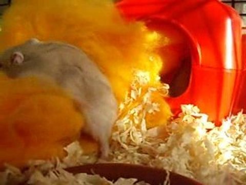 mes femmelles hamsters entreint de faire leur nid