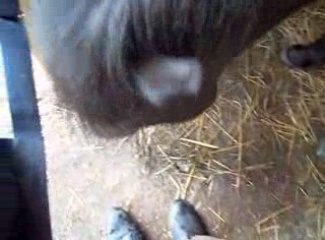 Jeu de la pomme avec Isatiis