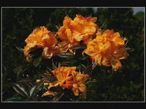 Zabrałeś serce moje-Biesiadne Disco Polo