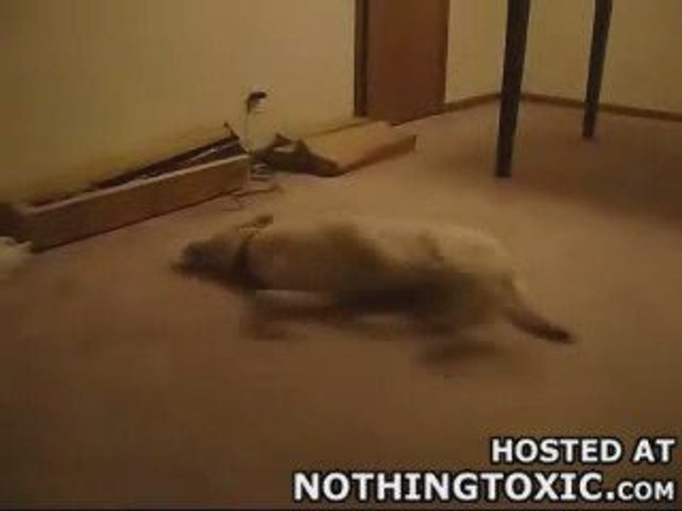 Dreaming Dog
