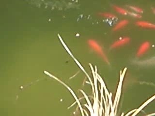 Quelques uns de mes poissons