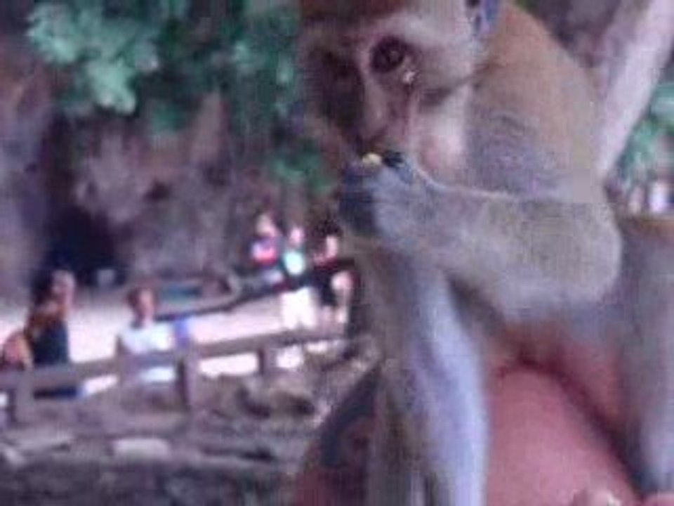 singe krabi