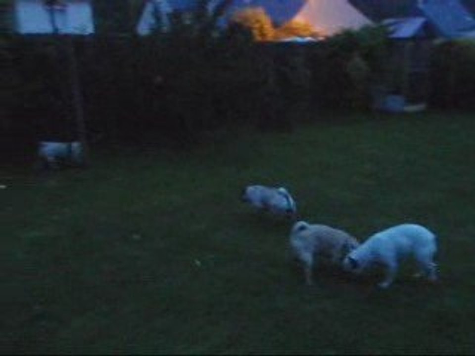 Balade nocturne