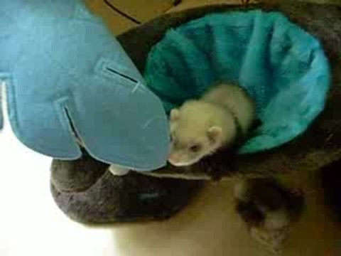 Petite Cascade d'un Fureton XD