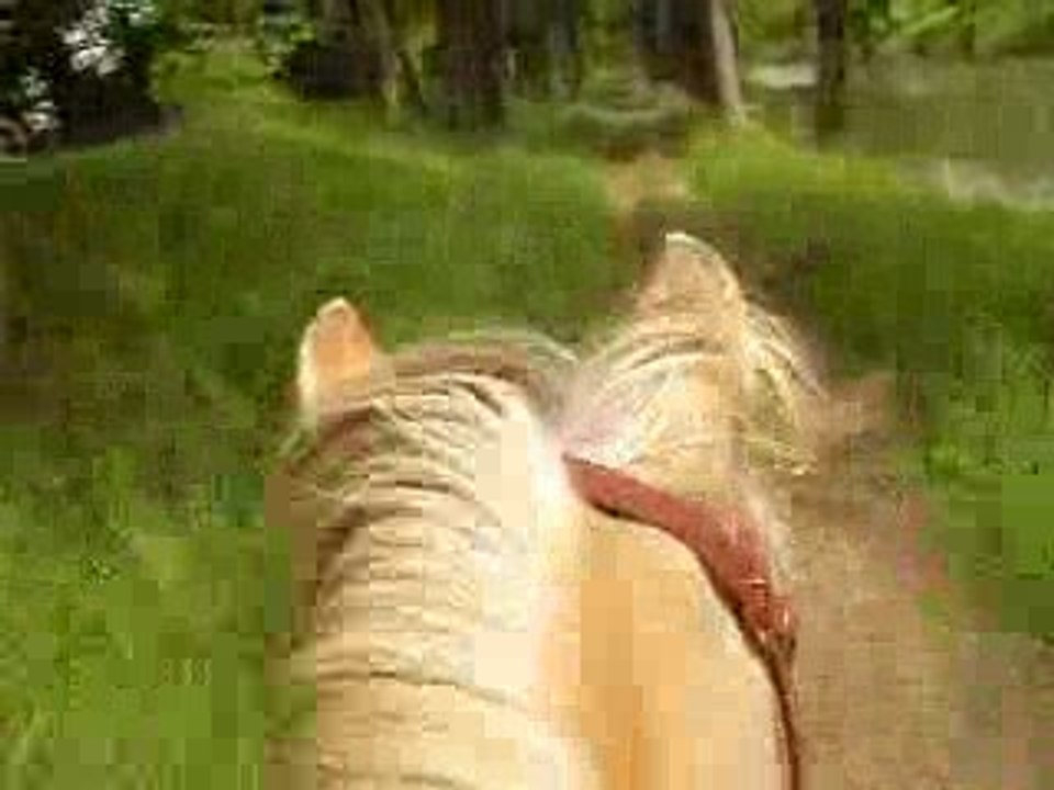 Pilou trot canal trotteur