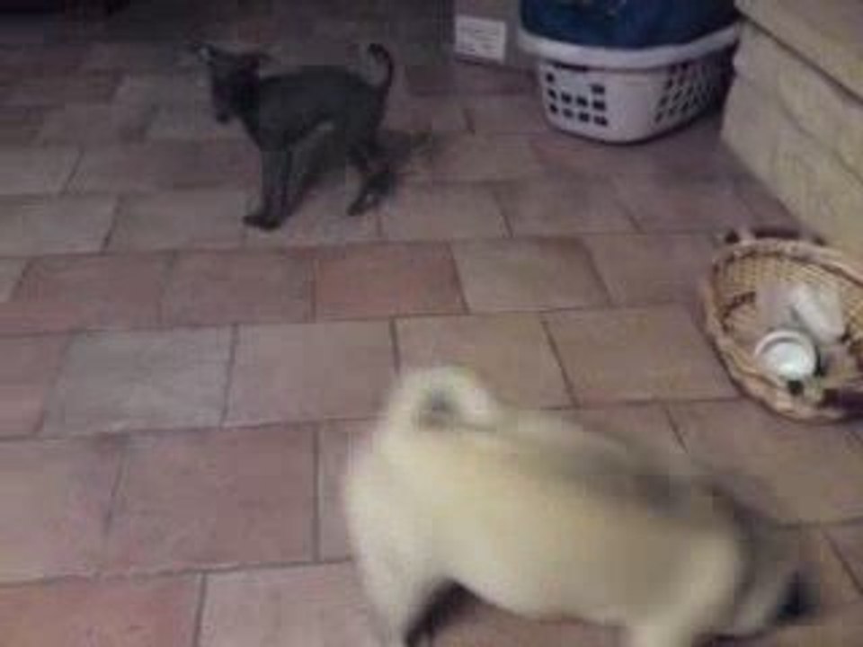 Dagobert et Elegance !