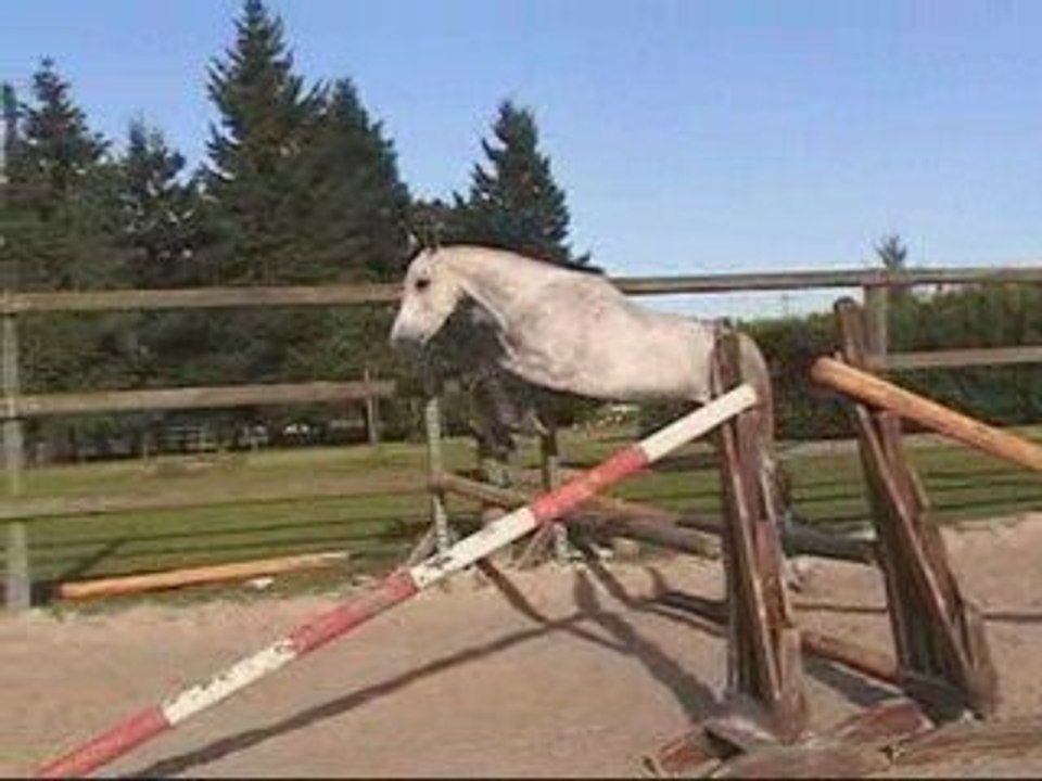 Ramses bleu 4 ans 1ers sauts en liberté 16 mai 2009