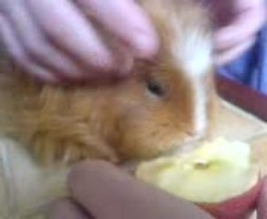 sisi le cochon d inde