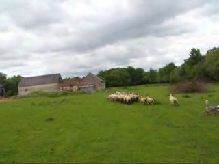 Coco entrainement troupeau 16 mai - 3