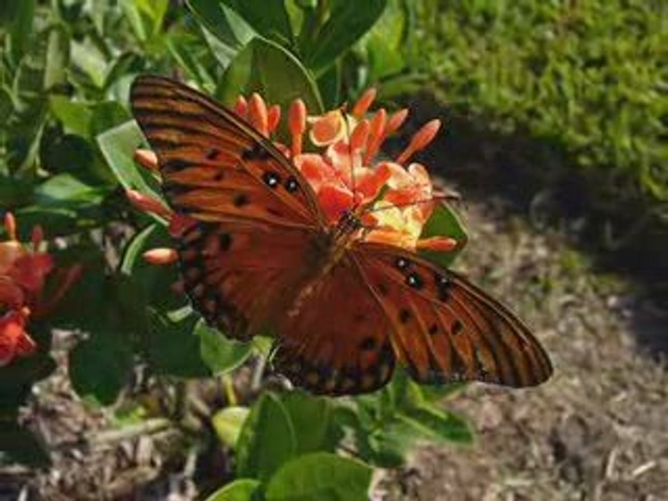 Hamza Robertson & Sami Yusuf (Duet) - Your Beauty