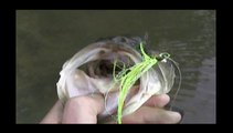 BLACK BASS Fly Fishing