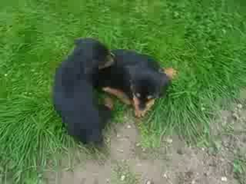 Bagarre entre chiots