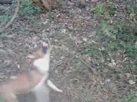 bull terrier dan le bois