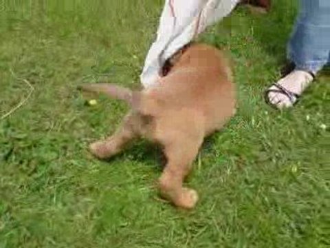 CHIOT 1 MOIS ET 8 JOURS LES PARTIES DE JEUX