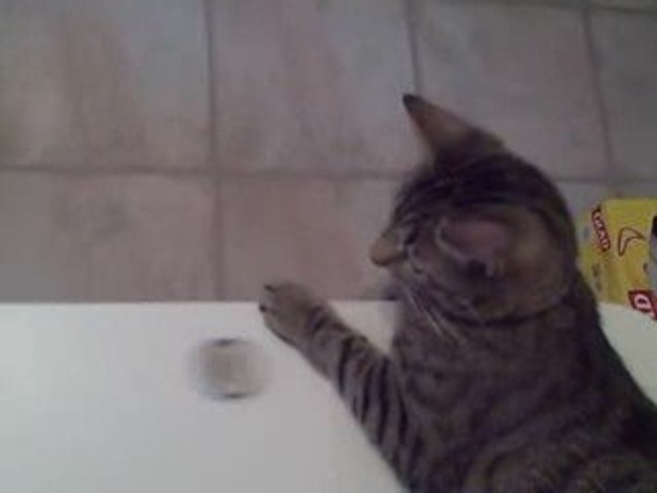 Bailey Flips His Lid