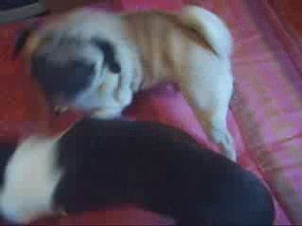 Baluchon et Dix Sous s'amusent !!!