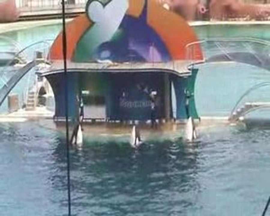 Spectacle des orques(4)