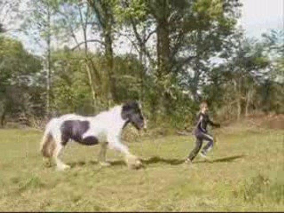 travail au sol avec ma jument