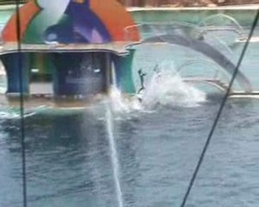 Spectacle des orques(5)