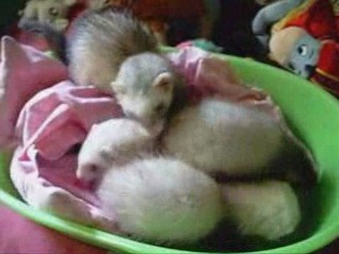 Maman parle aux Bebes Furet c chou