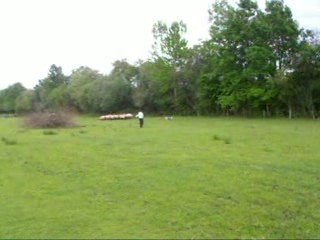 Coco entrainement troupeau 16 mai - 4