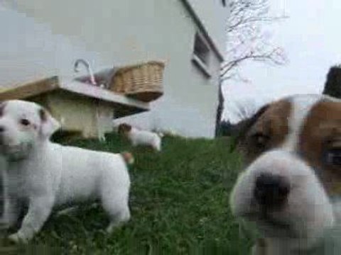 jack russel bébés