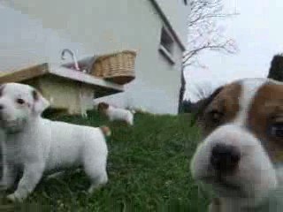 jack russel bébés