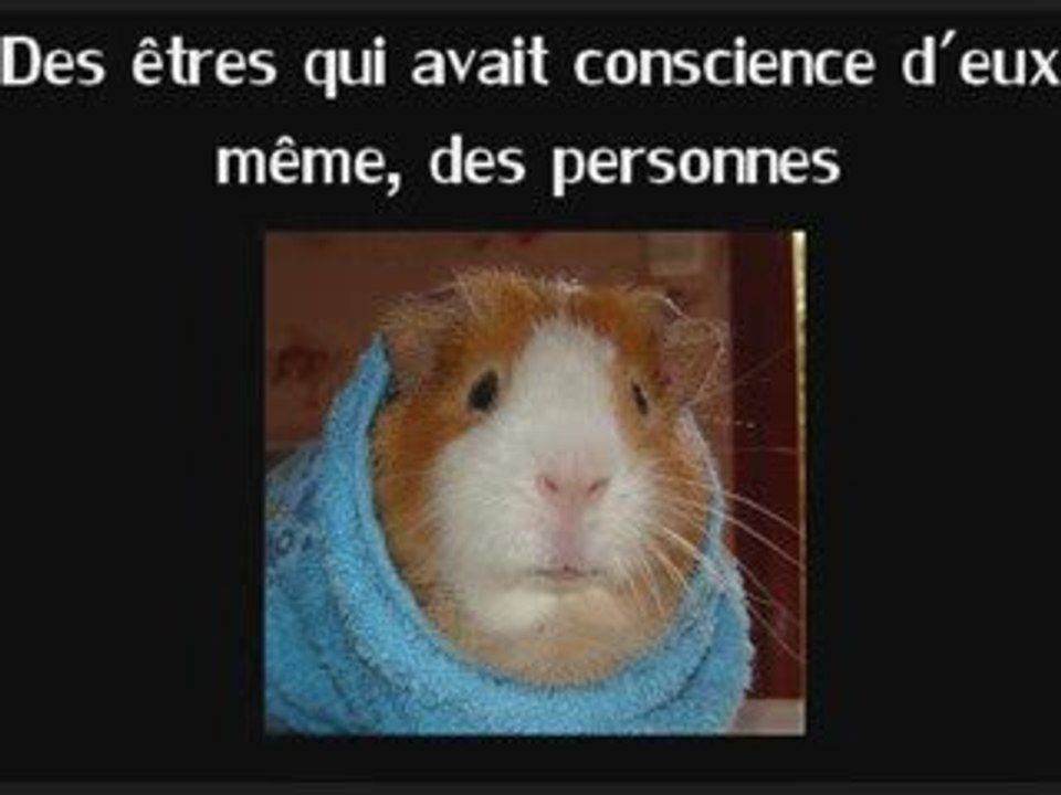 La véritable histoire des cochons d'Inde