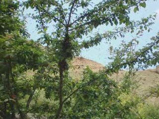 ŞİVAN PERVER - DİLBERAMİN www.aricak.org