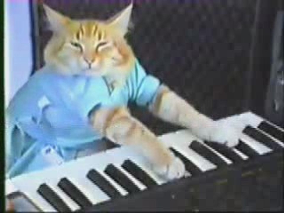 Le chat Pianiste