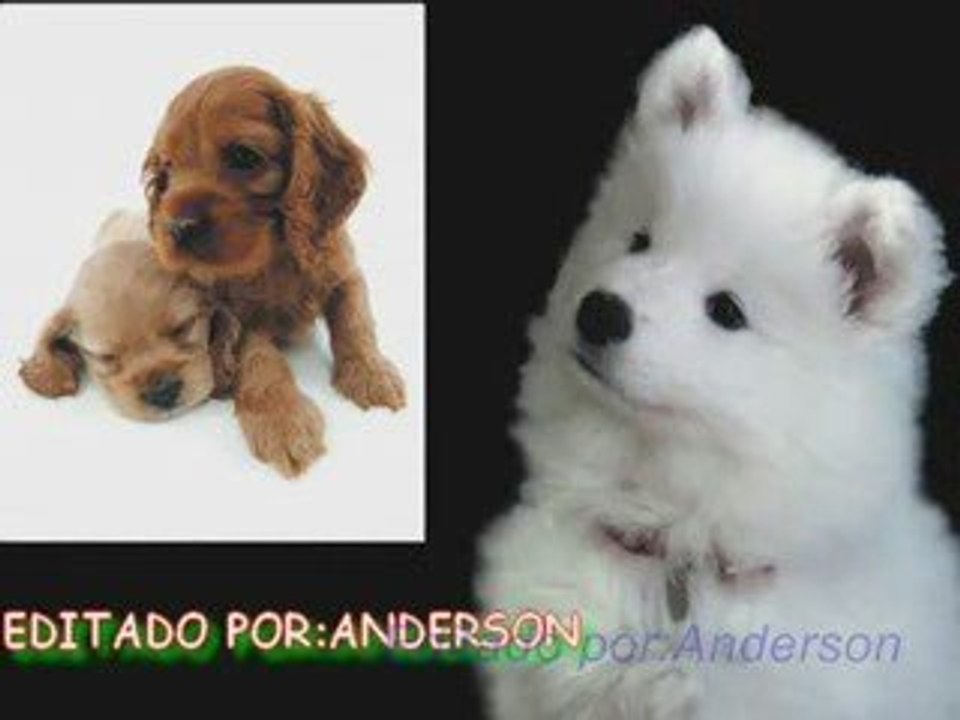 DOGS.Best Friends