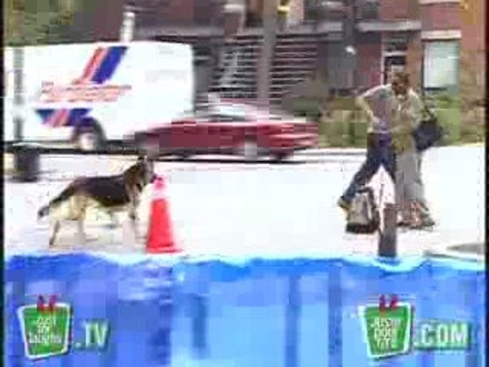 Chien avec des Dynamites