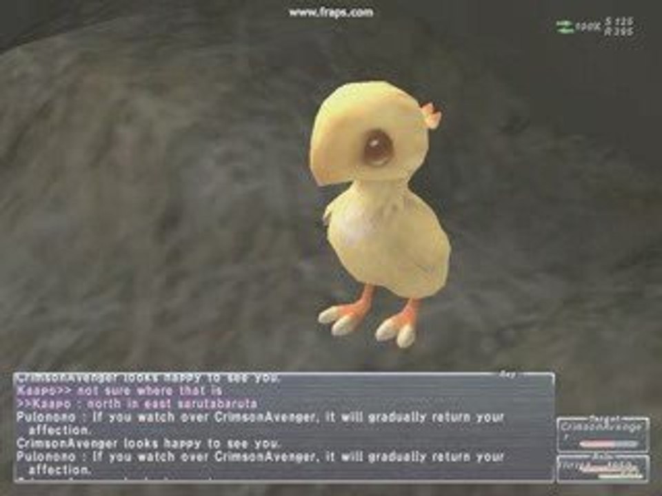 Chocobo Cuteness