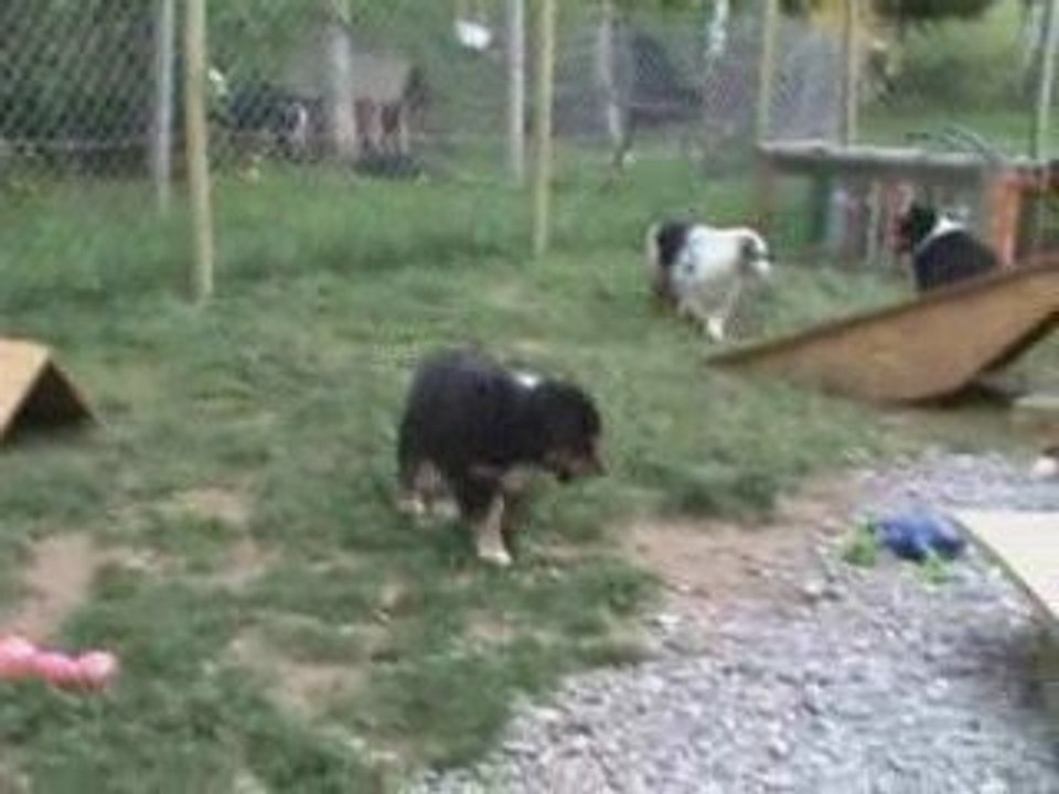 Chiots Bahia Sam 4