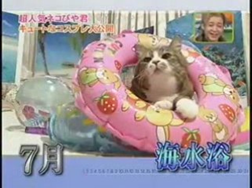 Holiday cat
