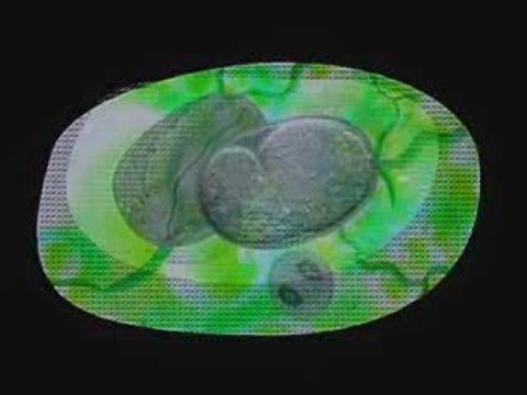 Nyeki (Motoo Viridis)