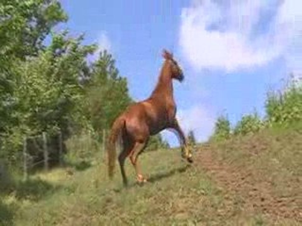 Coco au pré