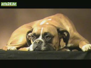 Actu24 - Stéphane Laruelle, portraitiste animalier