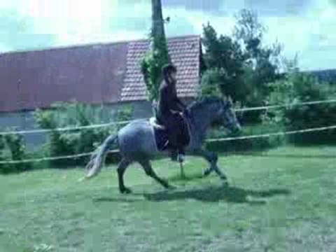 shamrock du neuf clos