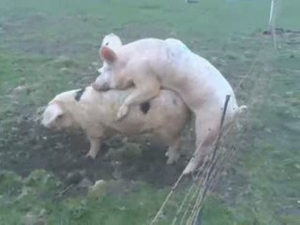 Cochon trop près d'une cloture électrique - Blog-videos.org