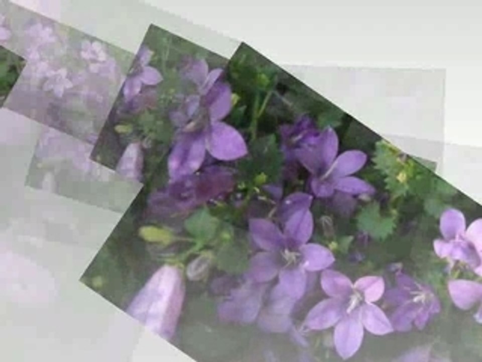 Vol d'abeille d'une fleur à l'autre