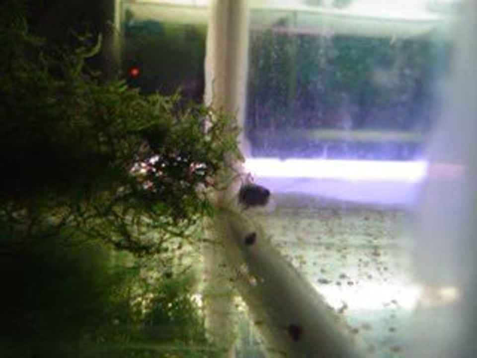 betta channoides 18.05.09