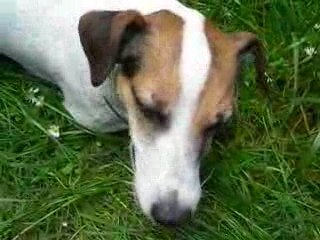 La balle et la foret vierge 2