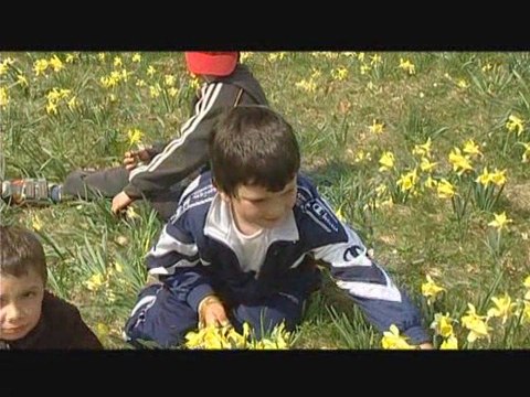 Fêtes des jonquilles 2009 : les préparatifs