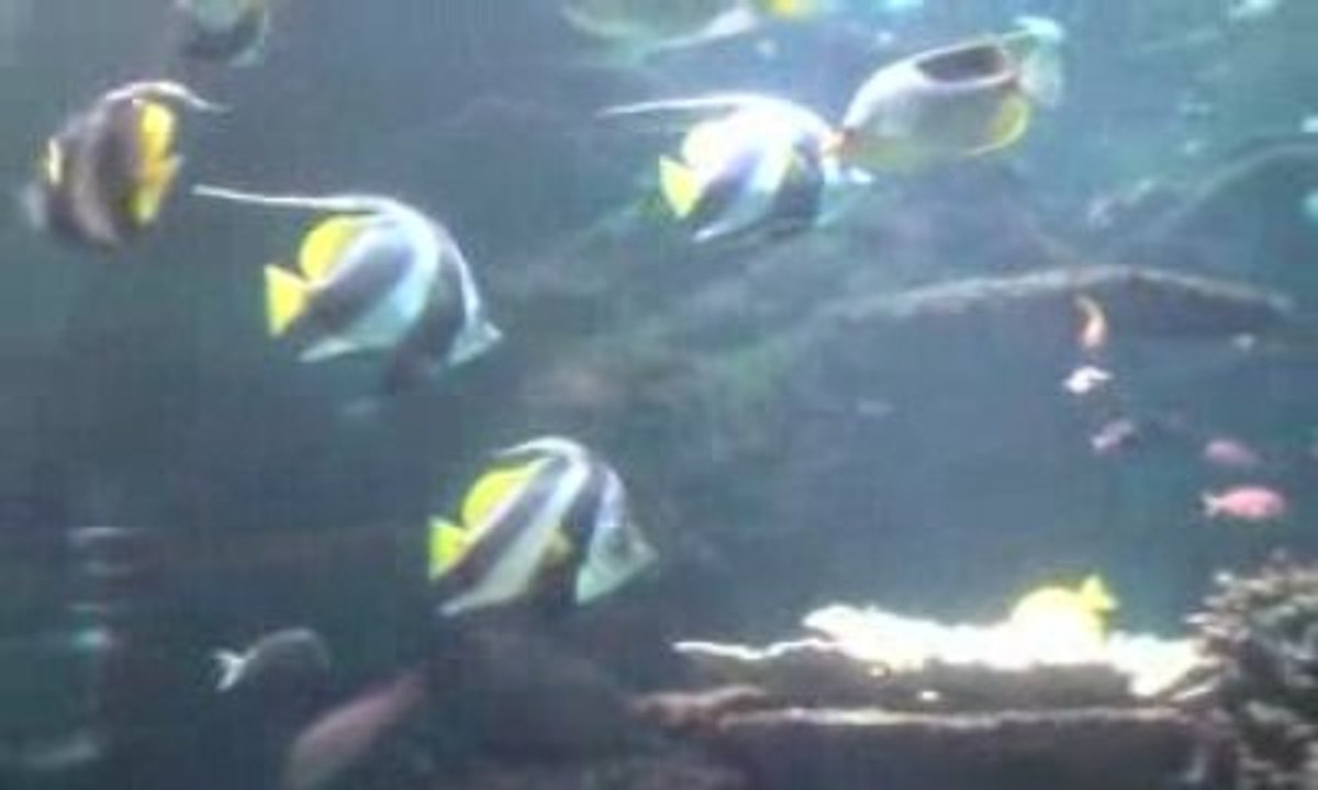 Naussica 9 avril 2009