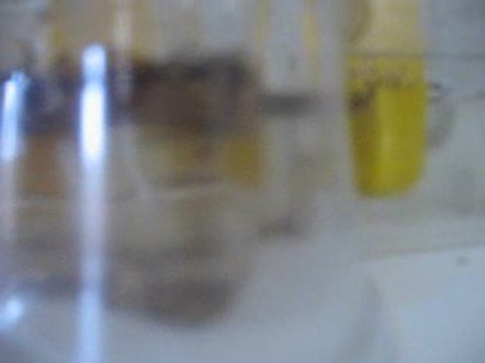 Triops2