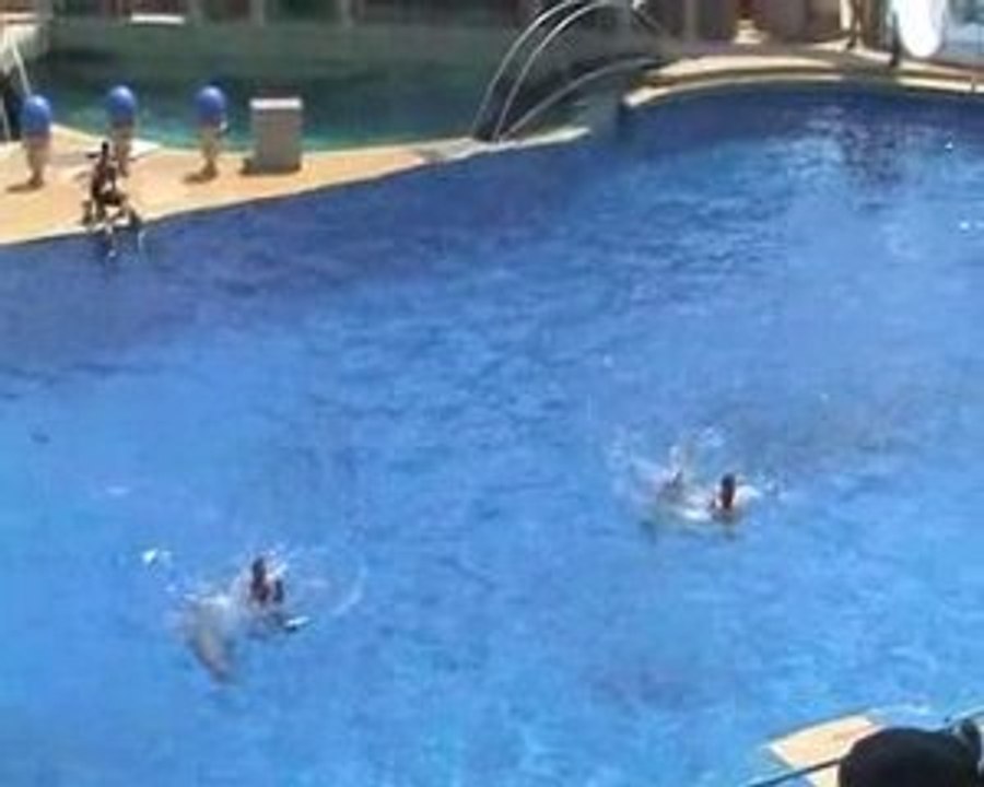 Spectacle de dauphins(2)