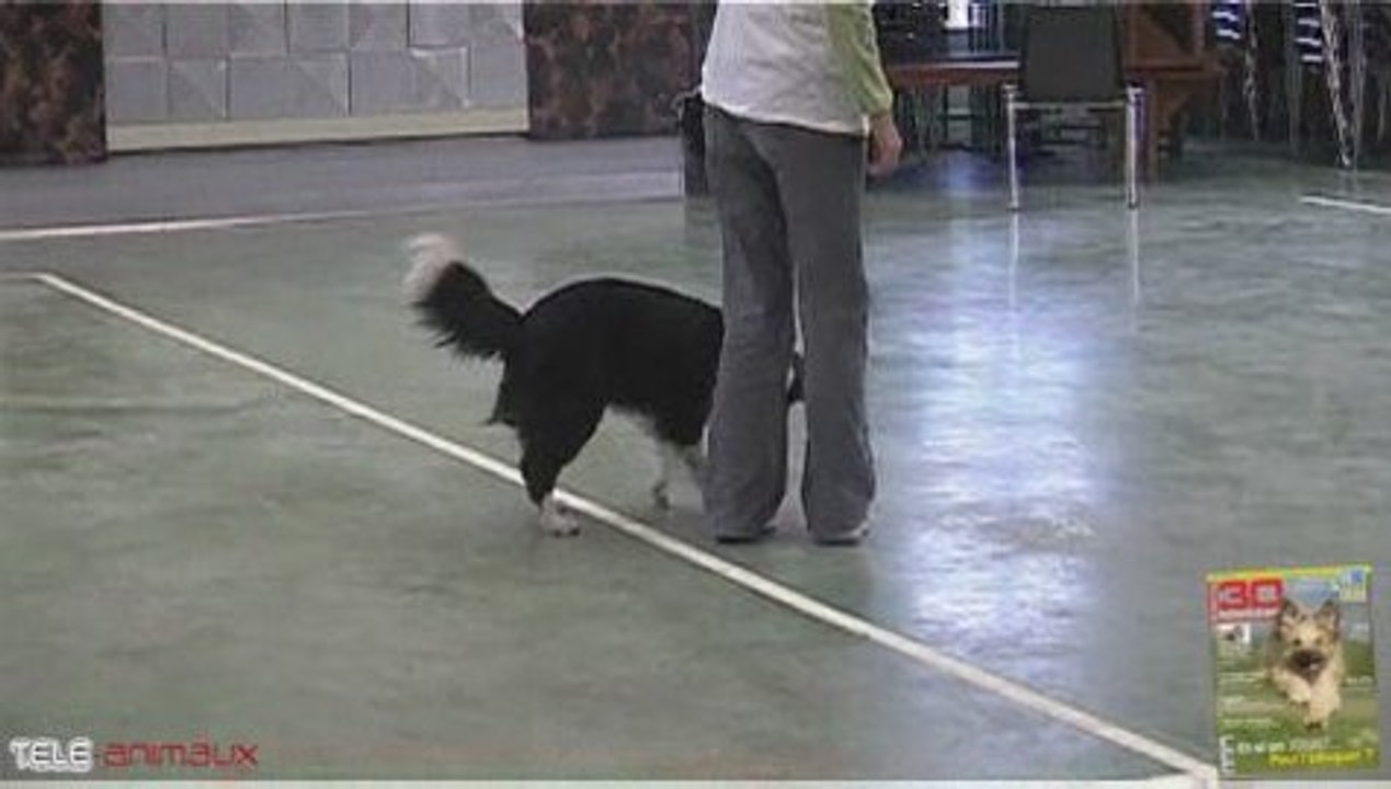 Jeu n°6 - "Doggy Dancing" ou "le bal des chiens" - K9 Games