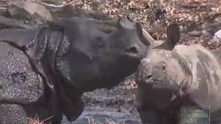 Rough and Tumble Rhino Calf at the Bronx Zoo